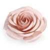 Rosa rosa grande 50 cm